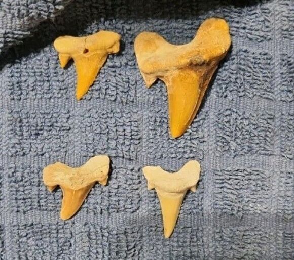 Unique Vintage Other - Four Fossilized Shark Teeth